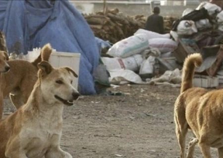 ثبت بیش از ۲۰۰ مورد حیوان گزیدگی در سال ۱۴۰۱ / تزریق واکسن هاری بصورت ۲۴ ساعته انجام میشود