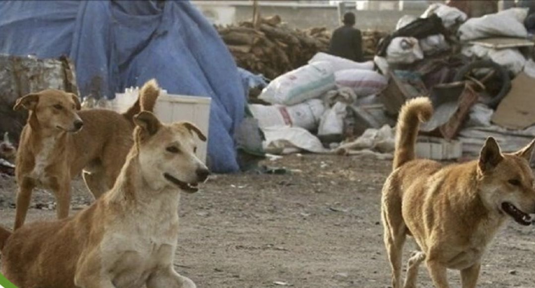 ثبت بیش از ۲۰۰ مورد حیوان گزیدگی در سال ۱۴۰۱ / تزریق واکسن هاری بصورت ۲۴ ساعته انجام میشود