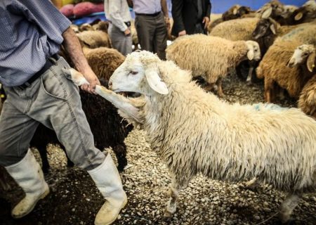 ۲۸راس دام قاچاق در”بندرلنگه”