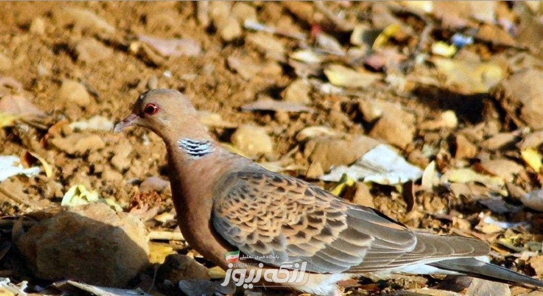 ۱۴ بهله قمری در طبیعت بندرلنگه رهاسازی شد