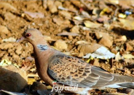 ۱۴ بهله قمری در طبیعت بندرلنگه رهاسازی شد